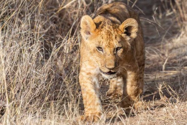 picture of a lion cub