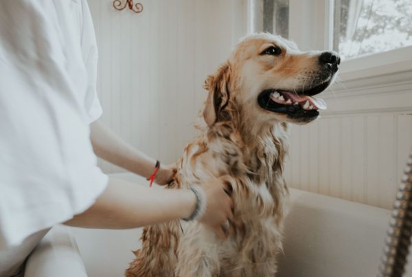 Golden retriever with owner looking at the window