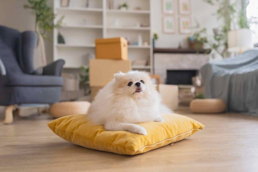 Cute little pomeranien white fur laying down relax on yellow pillow with cardboard box home relocation renovation room interior home