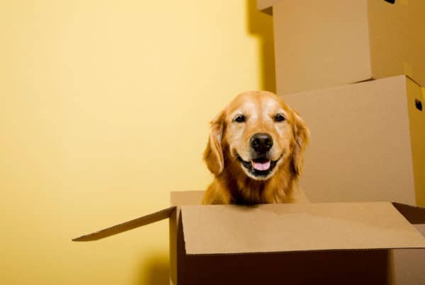 Golden Retriever sitting in a moving box