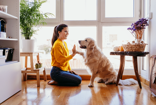 Woman doing high five her adorable golden retriever dog at home