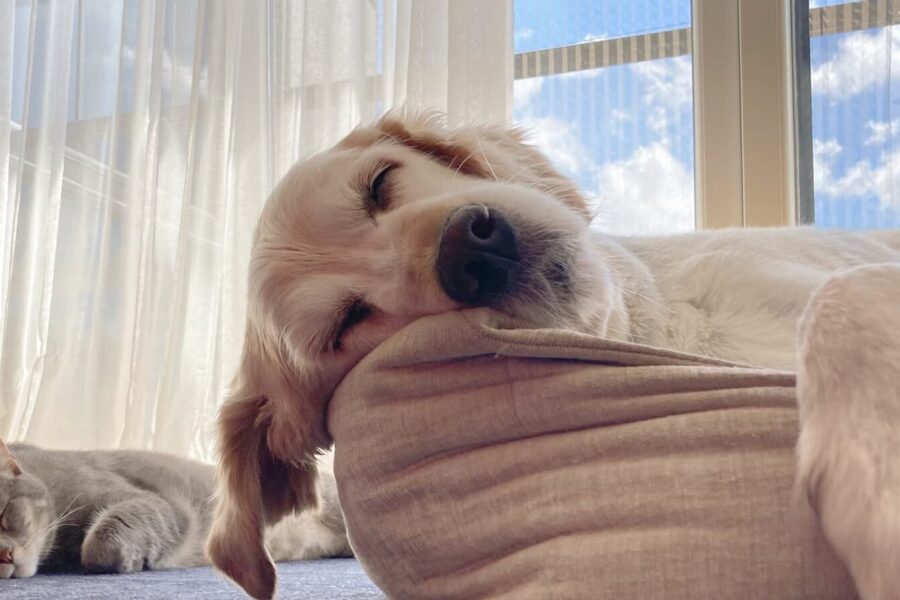 Close up Cute cat and golden retriever dog chilling and sleeping together on dog bed