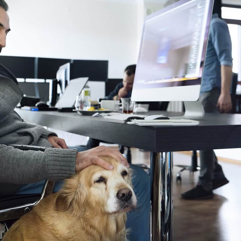 Man working at home office with Golden Retriever dog