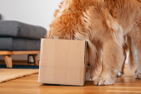 Golden Retriever Playing with Cardboard Box in Living Room