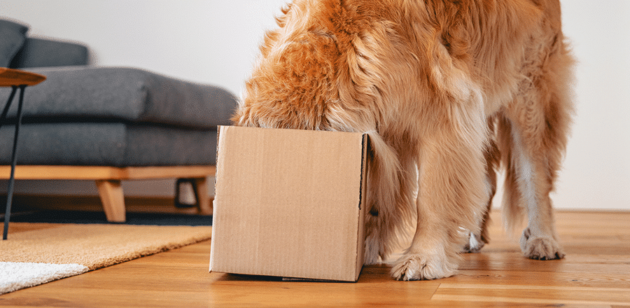 Golden Retriever Playing with Cardboard Box in Living Room